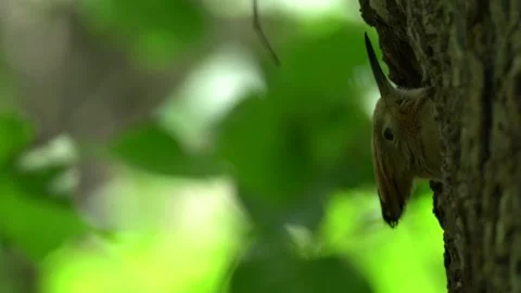 Hoopoe, Upupa epops, sitting on the tree, bird with orange crest, Czech, Europe. Stock Footage 164313491