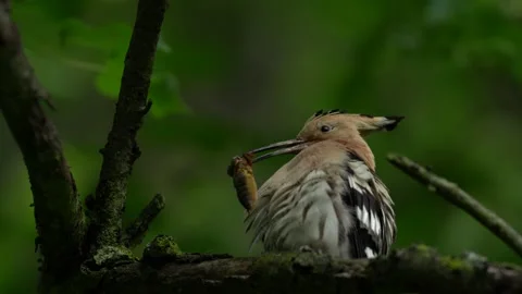 Hoopoe, Upupa epops, sitting on the tree, bird with orange crest, Czech, Europe. Stock Footage 164313673