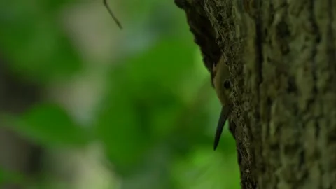 Hoopoe, Upupa epops, sitting on the tree, bird with orange crest, Czech, Europe. Video stock 164314030