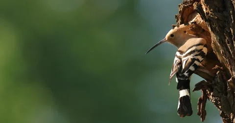 Hoopoe, Upupa epops, sitting on the tree, bird with orange crest, Bulgaria. Wild 스톡 동영상 164886651