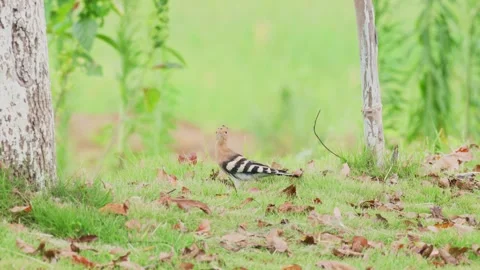 Hoopoe walking on ground Stock Footage 347487567