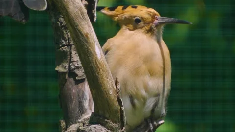 Hoopoes Bird resting  Stock Footage 246453324