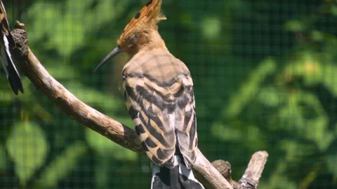 A Hoopoes Bird resting on a tree Stock Footage 246426206