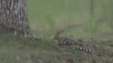 Hoopoes Foraging at the Base of a Tree Vídeos de archivo 343595057