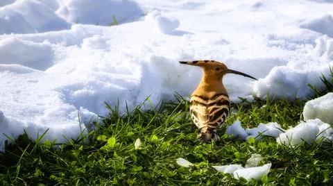 Hoopoes Stock Photos