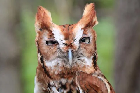 Hoot Owl Stock Photos