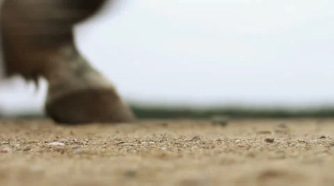 Hooves and wagon wheels Stock Footage 38050376