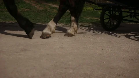 Hooves and wagon wheels Stock Footage 75046740
