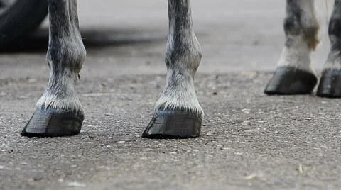 Hooves of a horse Stock Footage 50517991