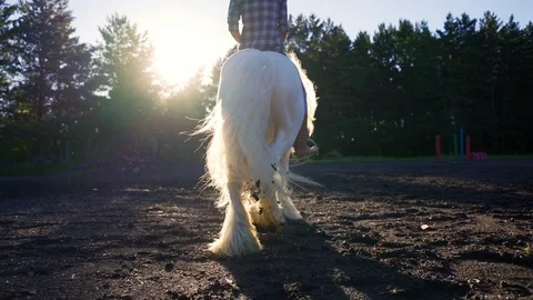 The hooves of a horse galloping on the ground. Stock Footage 94456579