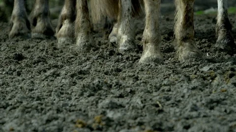 Hooves of Horses standing in the mud Stock Footage 71715985