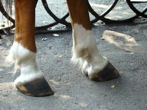 Hooves Stock Photos