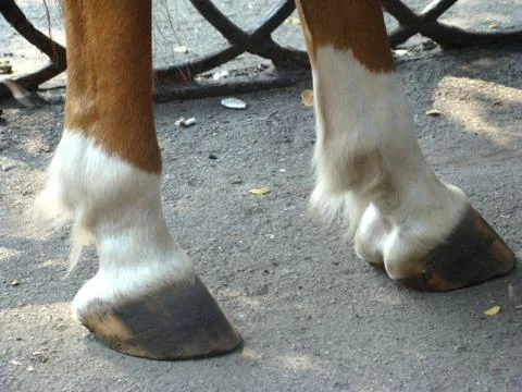 Hooves Stock Photos