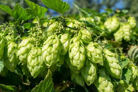 Hop 2 Stock Photos
