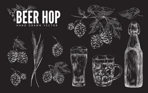 Hop beer decorative elements, chalk hand drawn vector illustration isolated. Illustrazione stock