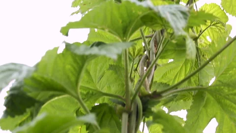 Hop Bine Tilt Down Close Stock Footage 236606141