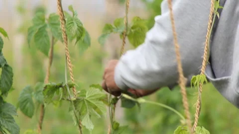 Hop Bine Wrapped Around String Close Stock Footage 236606368