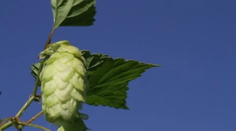 Hop close-up Stock Footage