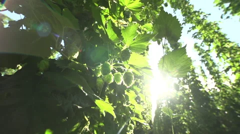 Hop Close Up Vidéo 46843605