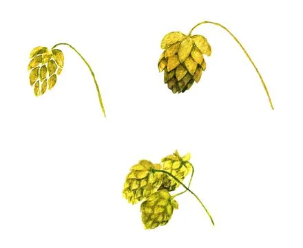 Hop cone Stock Illustration