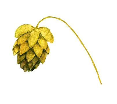 Hop cone Stock Illustration