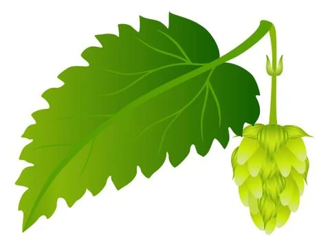 Hop cone with leaf on a white background Stock Illustration