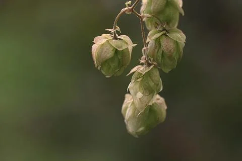 Hop cones close-up. Stock Photos