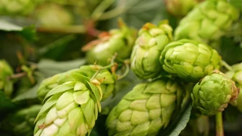 Hop cones displayed in macro, highlighted by perfect studio light. Stock Footage 251718131