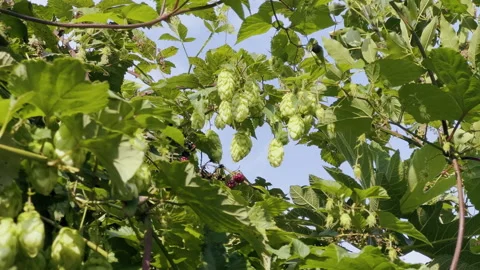 The hop cones growing on a tree. Close-up of plants. Brewing beer ingredients Stock Footage 267357306