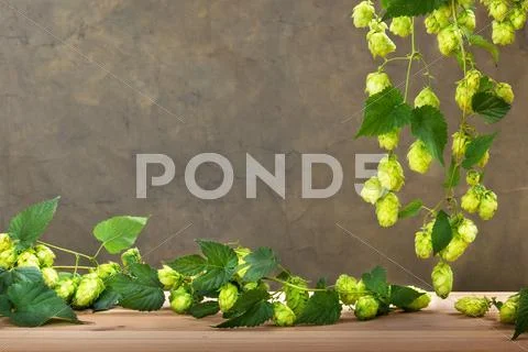 Hop cones before harvest with brown background Stock Photos