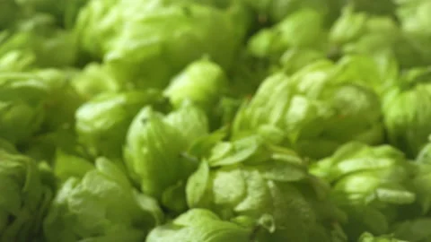 Hop cones macro shot Stock Footage 99000839