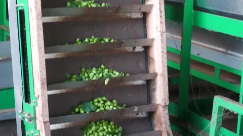 Hop Cones Moving on Elevator Conveyor During Processing Stock Footage 345658122