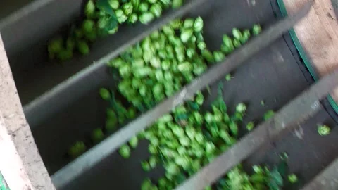 Hop Cones Moving on Processing Conveyor Stock Footage 342026794