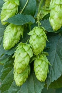 Hop cones Stock Photos