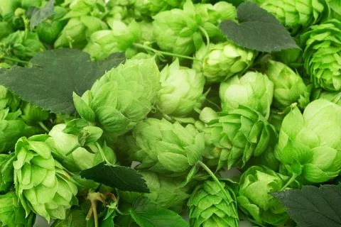 Hop cones Stock Photos
