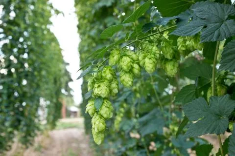 Hop cones Stock Photos