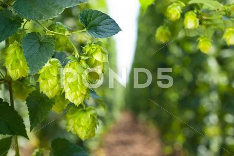 Hop cones - raw material for beer production Stock Photos