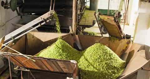 Hop cones separated by the machine fall from the feeders into the storage room 库存影片 142344555