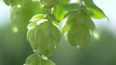 Hop cones twigs on the plantation in 4k slow motion 60fps Stock Footage 139052553