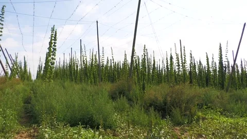Hop Field With Tall Trellis System in Slovakia Stock-Footage 345658502