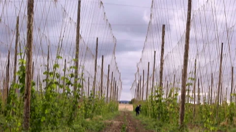 Hop Field Tilt Down Stock Footage 236615151