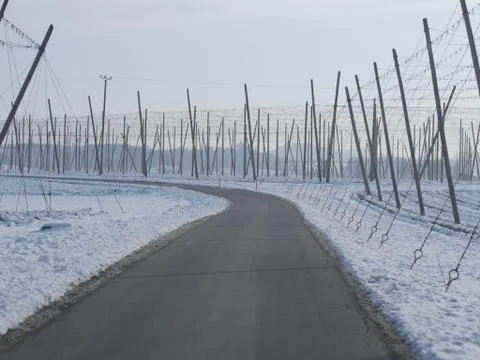 Hop fields for beer in wintertime Stock Photos
