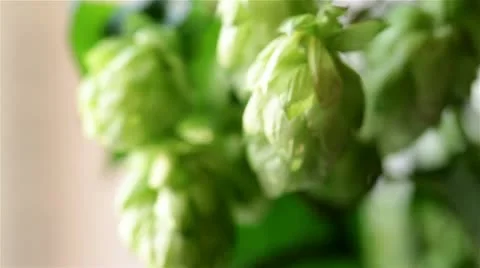 Hop Video stock 19286237