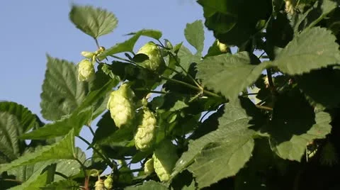 Hop Stock Footage 22325213