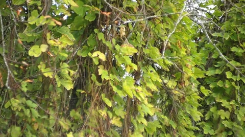 Hop Stock Footage 29679175