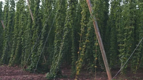 Hop-garden 스톡 동영상 205380315