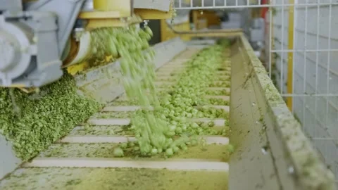 Hop getting processed in a machine 스톡 동영상 235369339