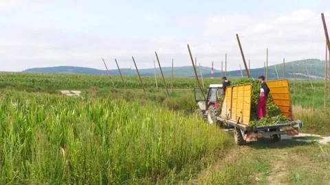 Hop Harvesting Machinery Working Between Rows in Hop Field Stock-Footage 346165470