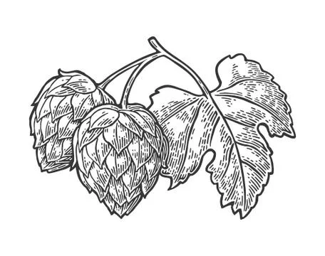 Hop herb plant with leaf. Vector vintage engraved illustration. Stock Illustration