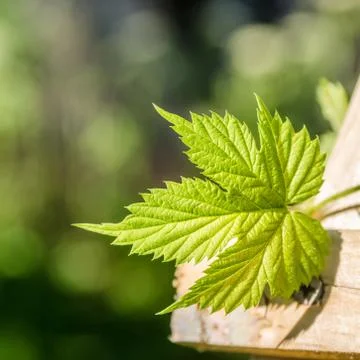 Hop Leaf, close-up Stock Photos